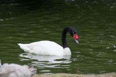 Schwarzhalsschwanschwan (7 von 7).jpg